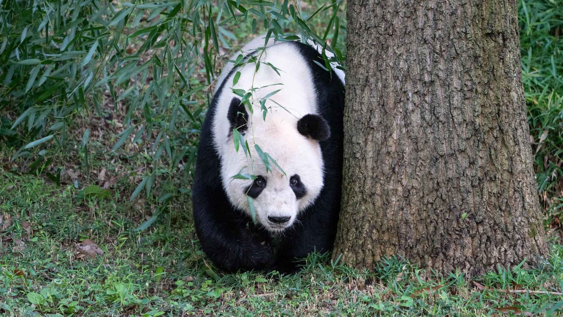 Panda gigante