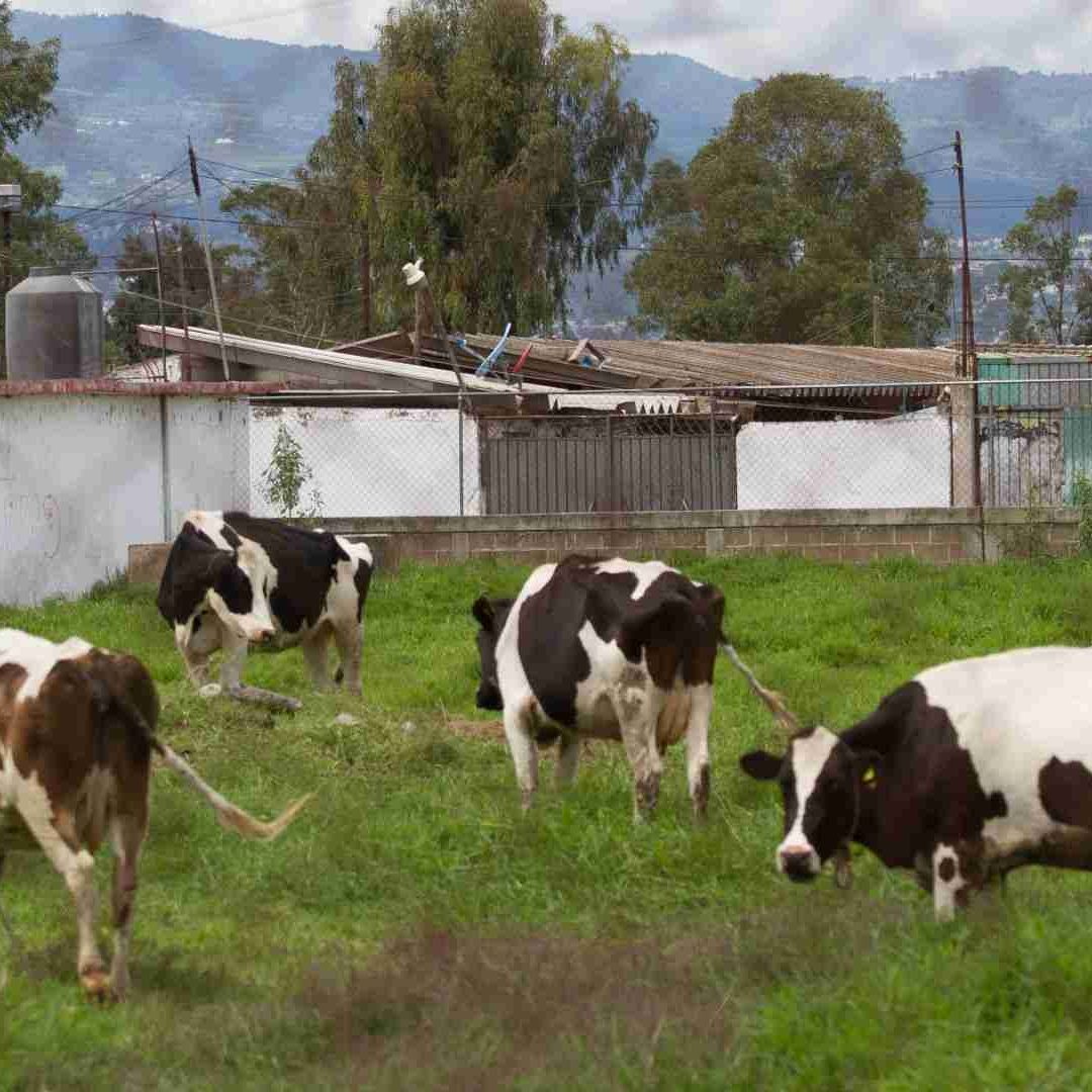 Después de semanas de trabajos se reanudarán exportaciones de ganado a Estados Unidos.