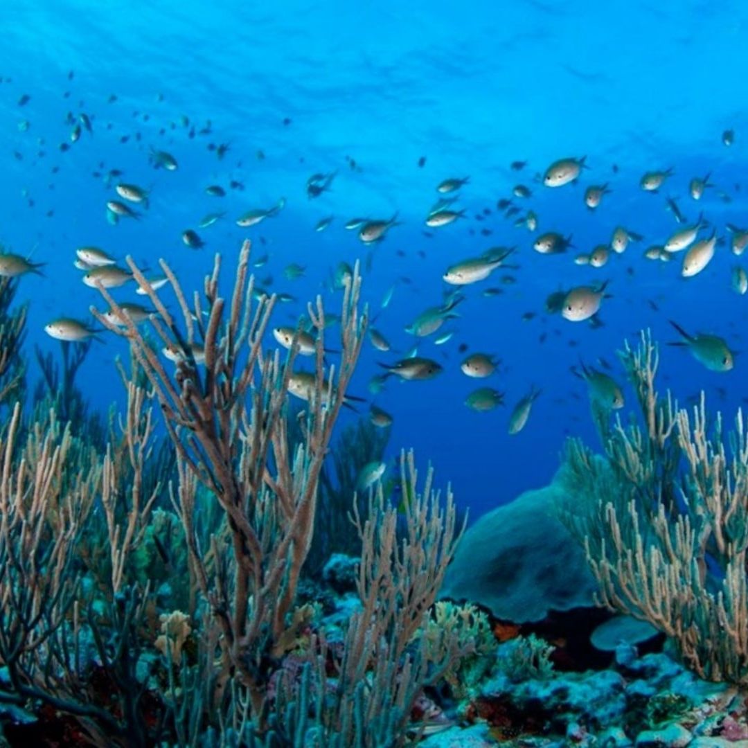 Bajos del norte es hogar de cinco especies de tortugas marinas, tiburones, pulpos, langostas y 197 tipos de peces. Foto: Cuartoscuro