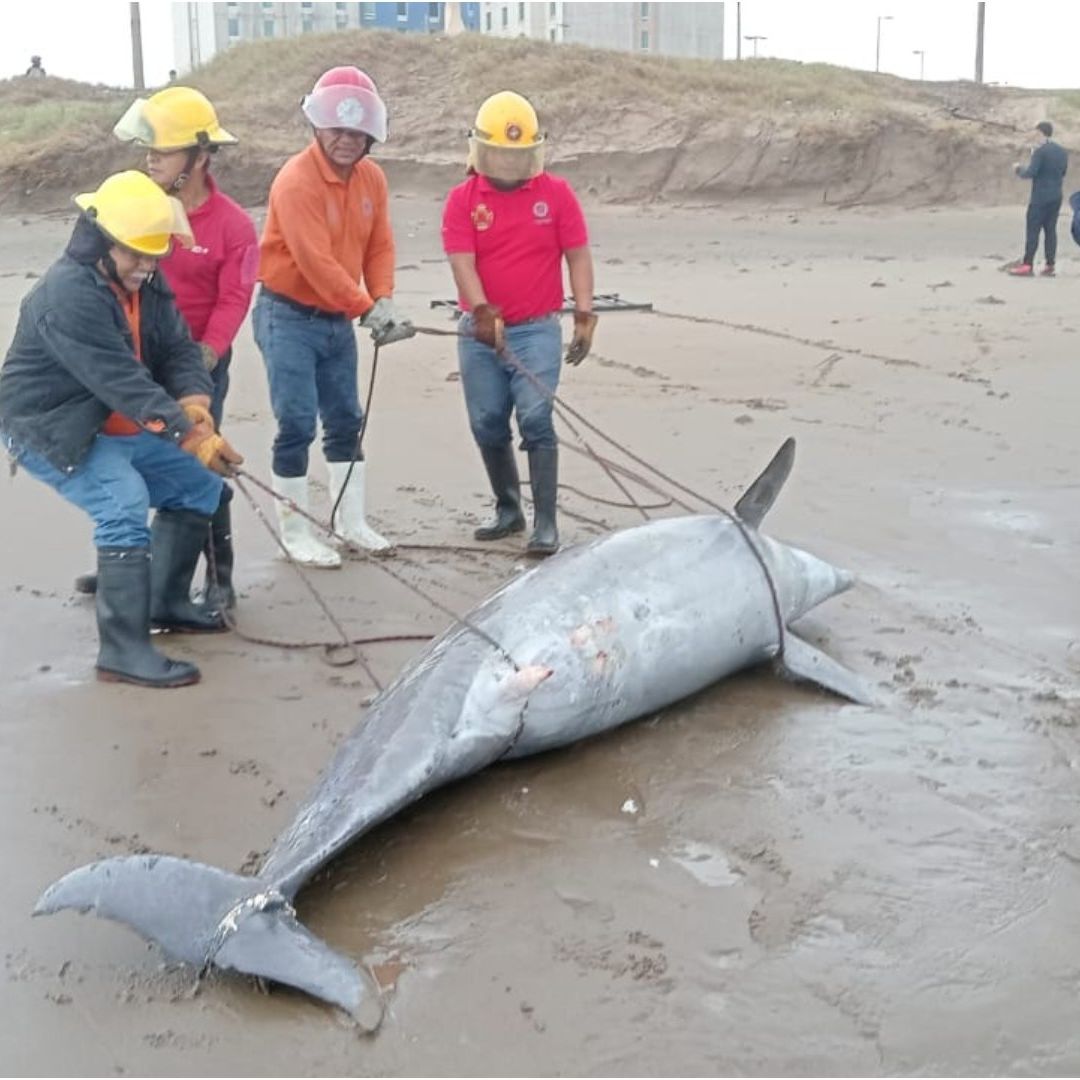 Delfín muerto en playas de Veracruz