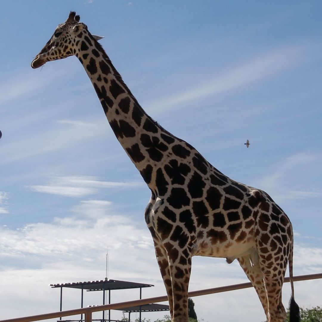 América Regina se convirtió en reportera de nmás como parte de una tarea