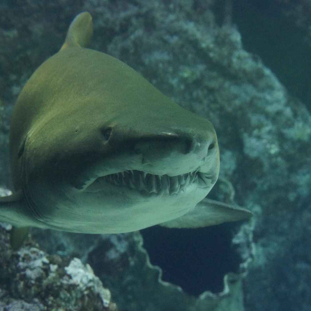 Tiburón ataca a adolescente en Australia