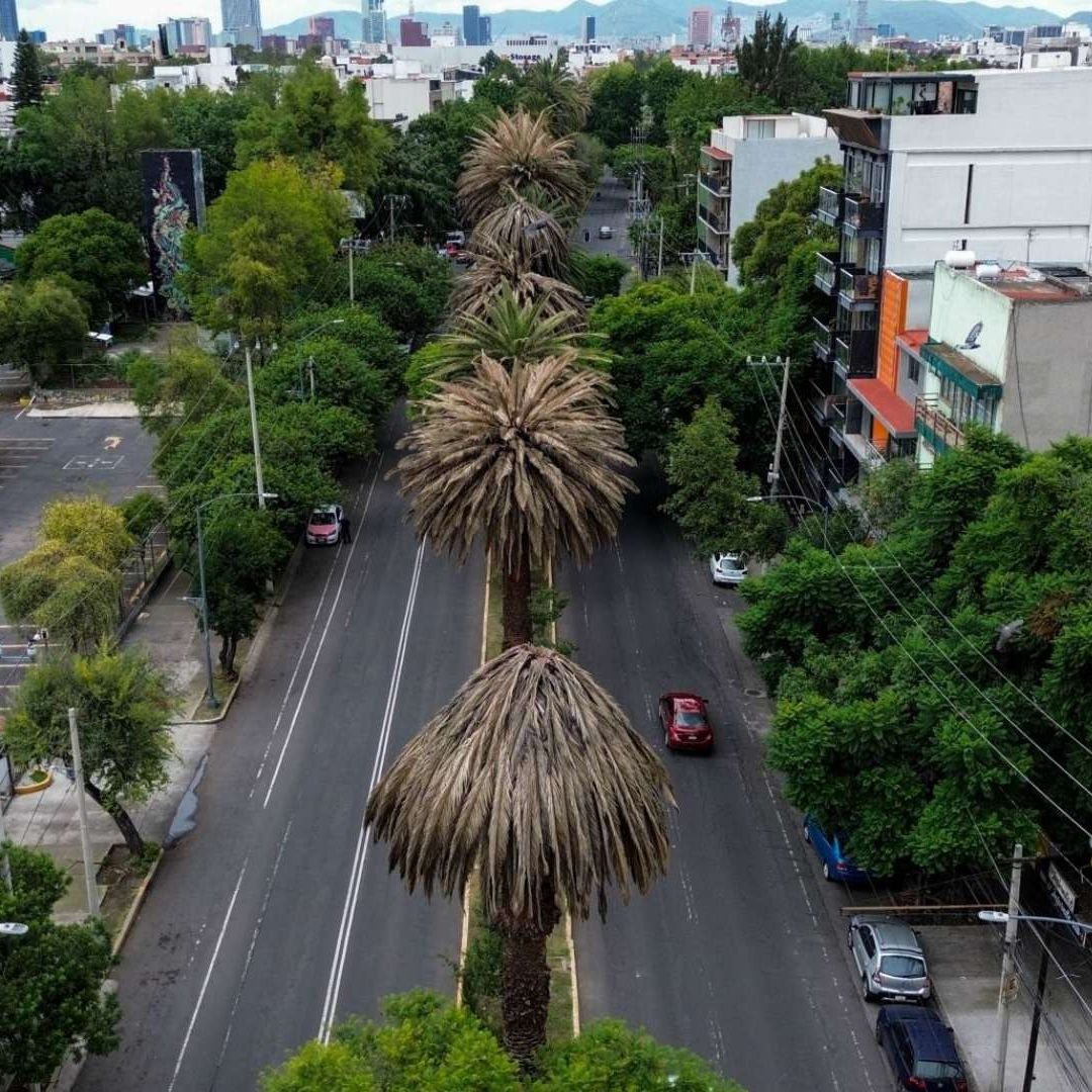 Palmeras en la CDMX: Serán Retiradas por Padecer la 'Enfermedad Rosa'