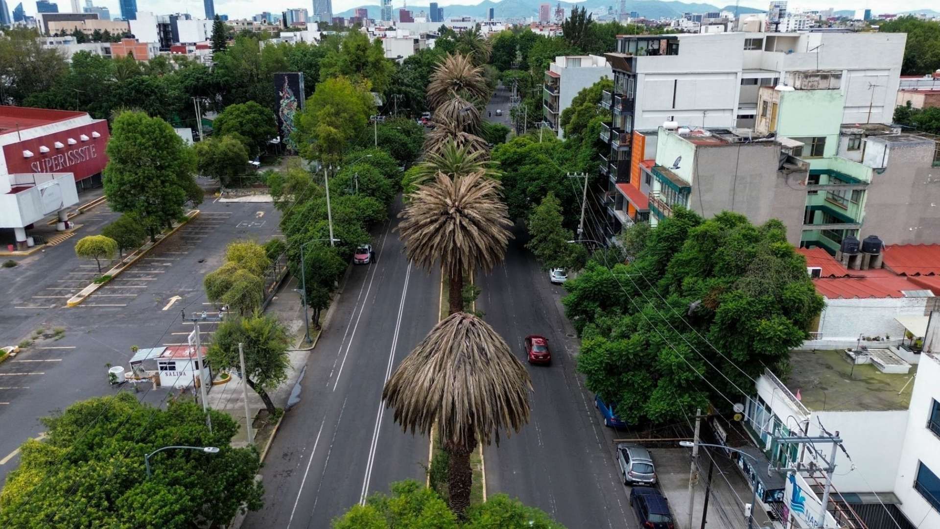 Palmeras en la CDMX: Serán Retiradas por Padecer la 'Enfermedad Rosa'