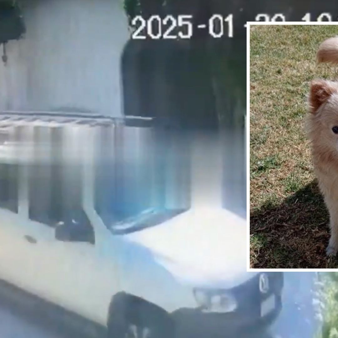 Roban a Perro Pomerania Rocket y lo Regresan Muerto en un Paquete de Didi en Puebla