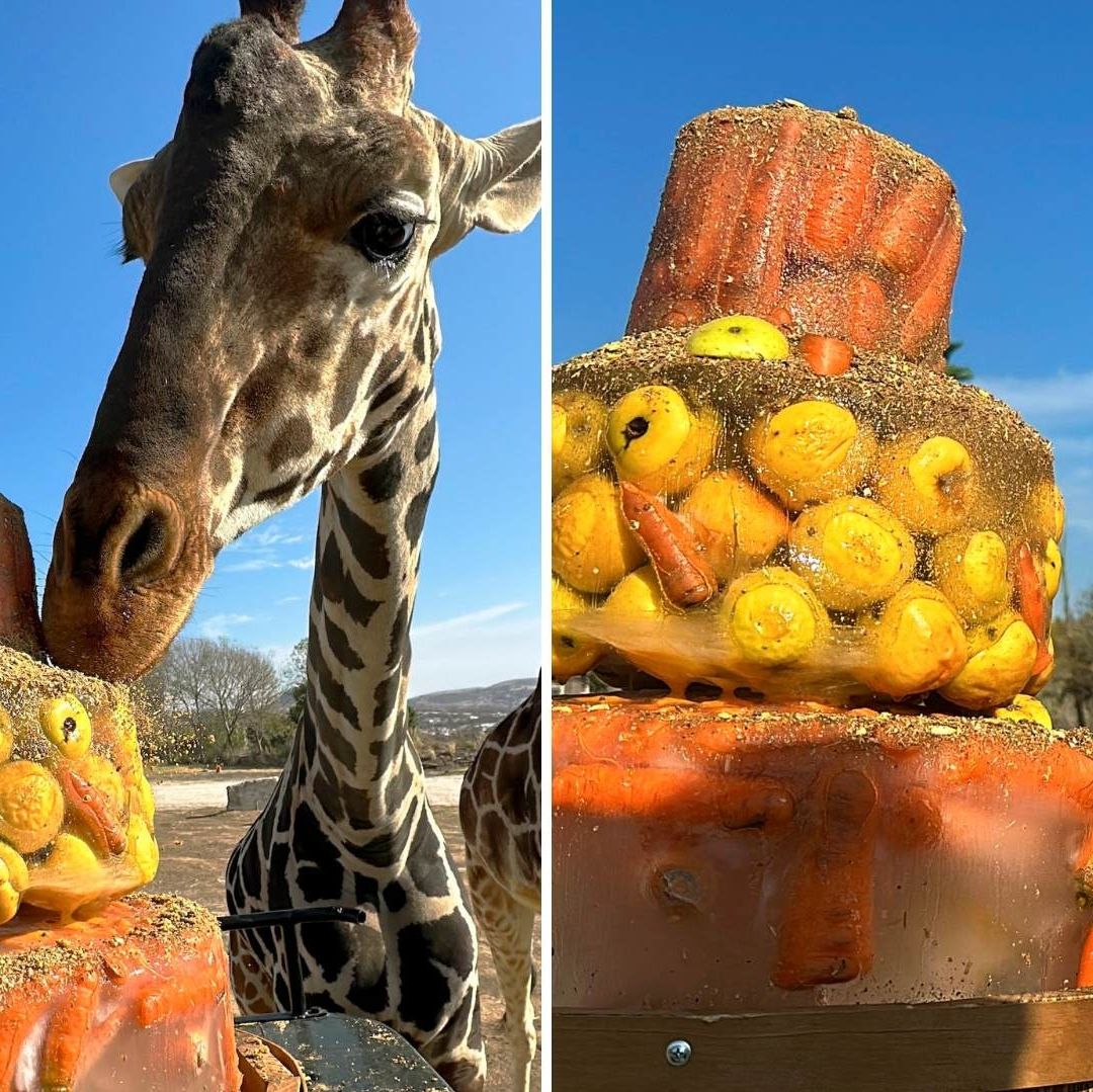 ¿Qué Come La Jirafa Benito en su Nueva Casa? Celebra su Traslado a Puebla con un Pastel
