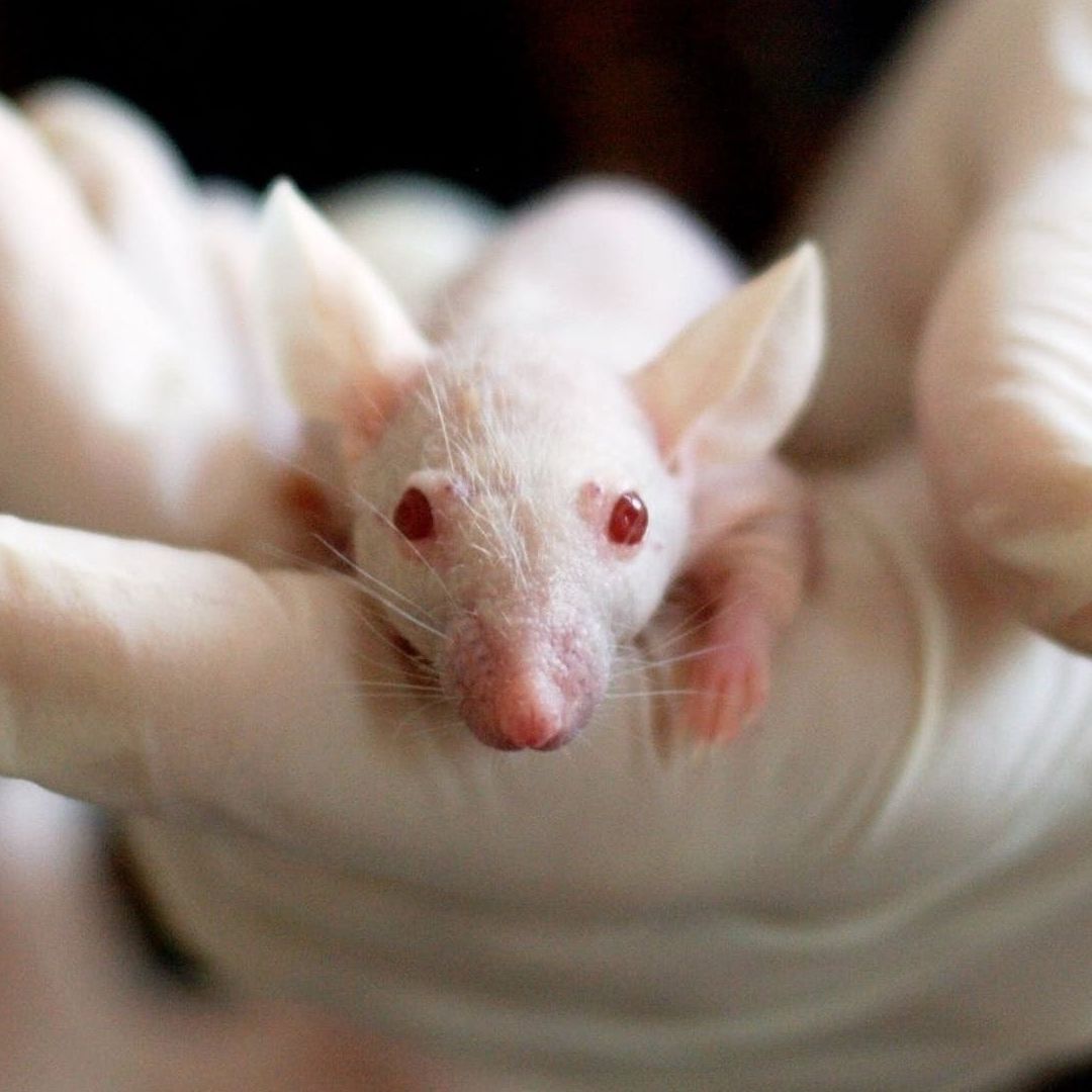 Ratón de laboratorio en la mano de un investigador