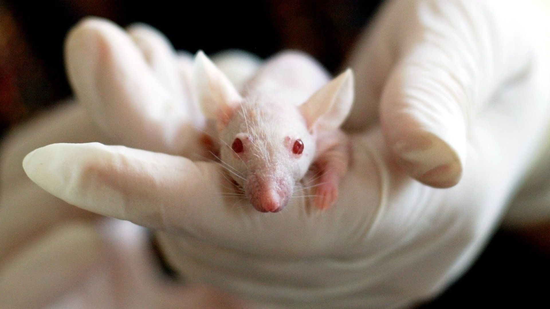 Ratón de laboratorio en la mano de un investigador