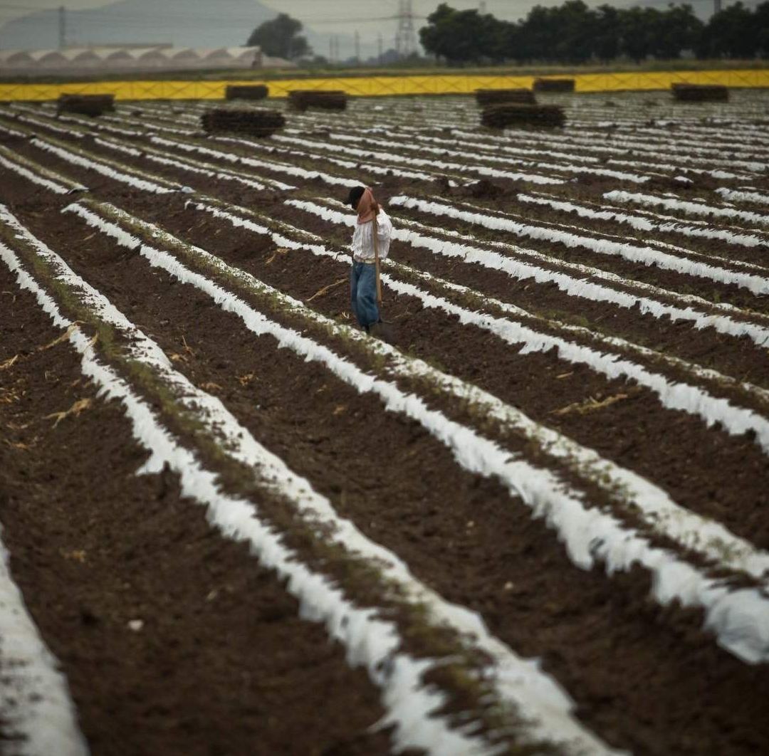 México Elimina Restricciones a Importaciones de Maíz Transgénico de Estados Unidos.