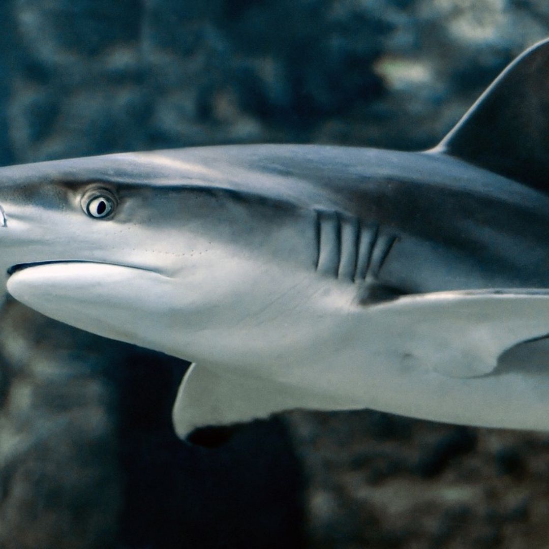 Reportan ataque de tiburón a niño en Bahamas