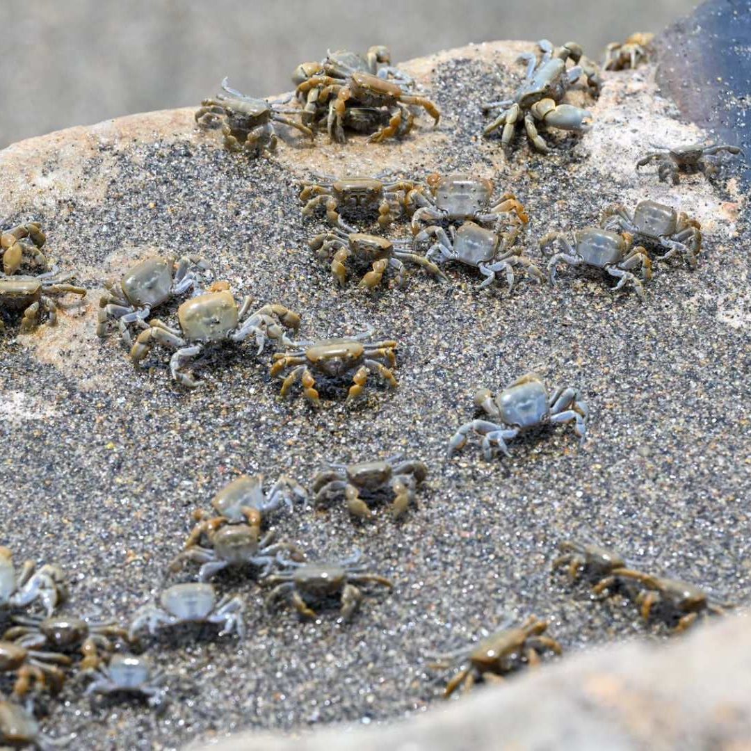 Video | Miles de Cangrejos o Arañas de Mar Toman Playa en Perú