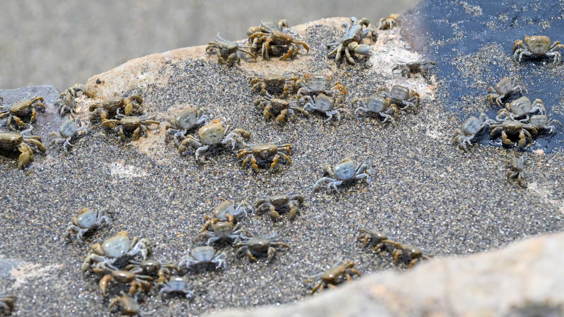 Video | Miles de Cangrejos o Arañas de Mar Toman Playa en Perú