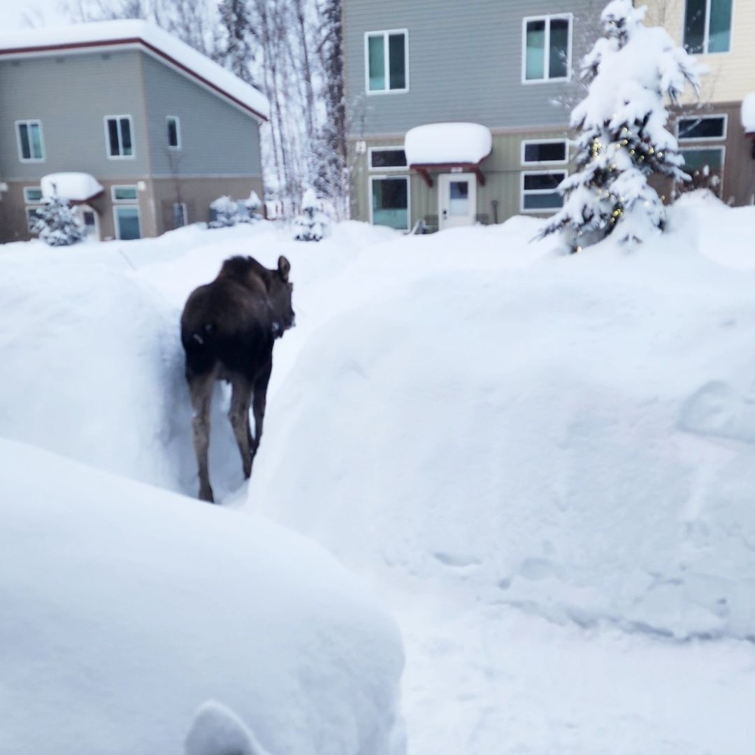 'Pandemia de Nieve' Azota Varias Ciudades de Alaska con Nevadas Récord