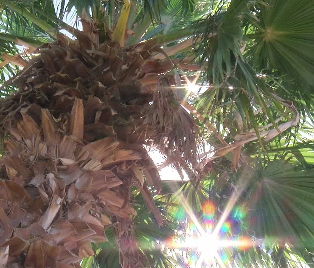 Bajarán Temperaturas por Nuevo Frente Frío este Fin de Semana en Sonora