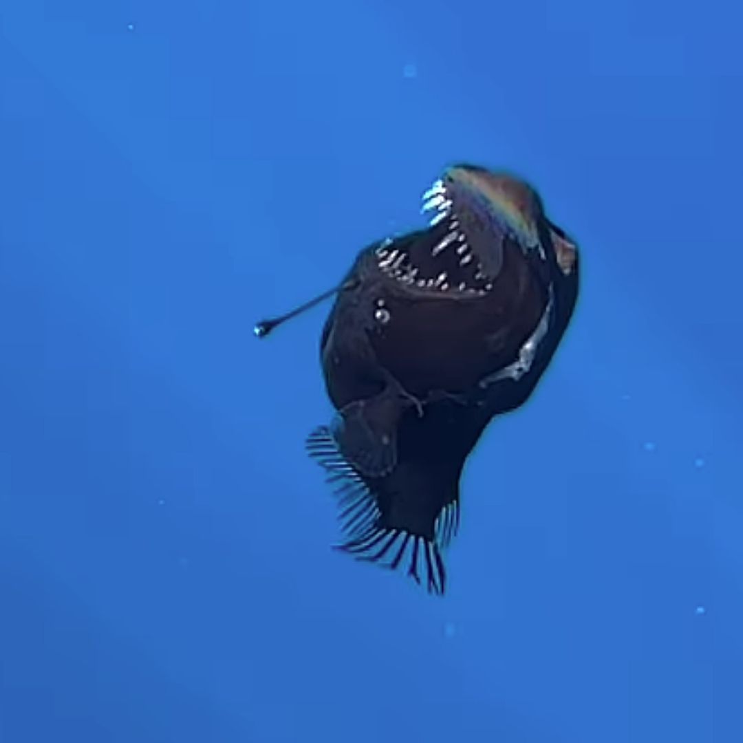 ¿Pez Diablo Negro, Visto por Primera Vez en Superficie del Mar? Esto se Sabe