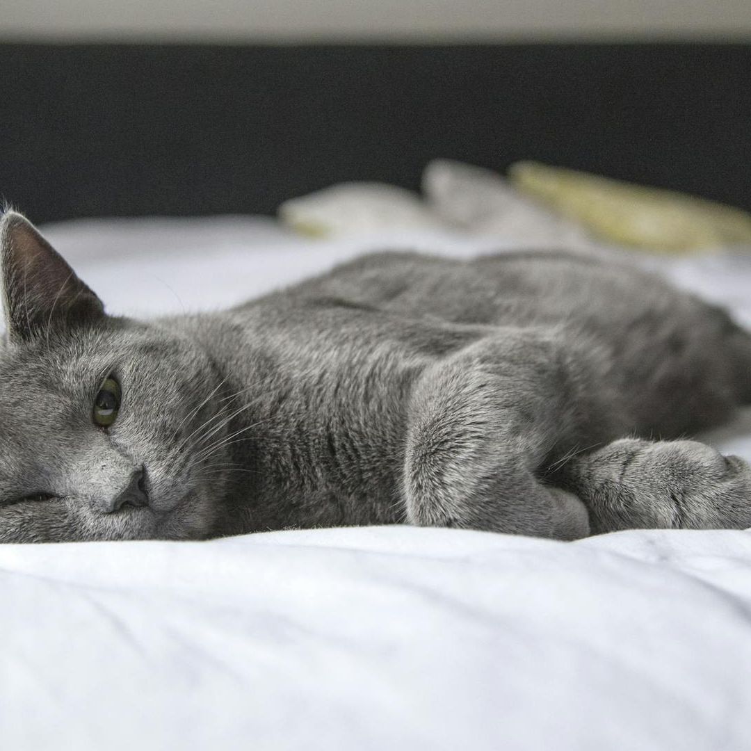 Detienen a Hombre por Manejar a Alta Velocidad; Quería Llegar a Ver a Su Gato