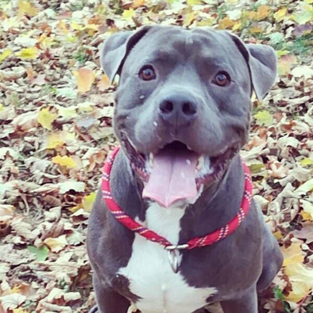 ¿Qué Está Pasando con los Perros American Bully XL en Inglaterra y Gales?