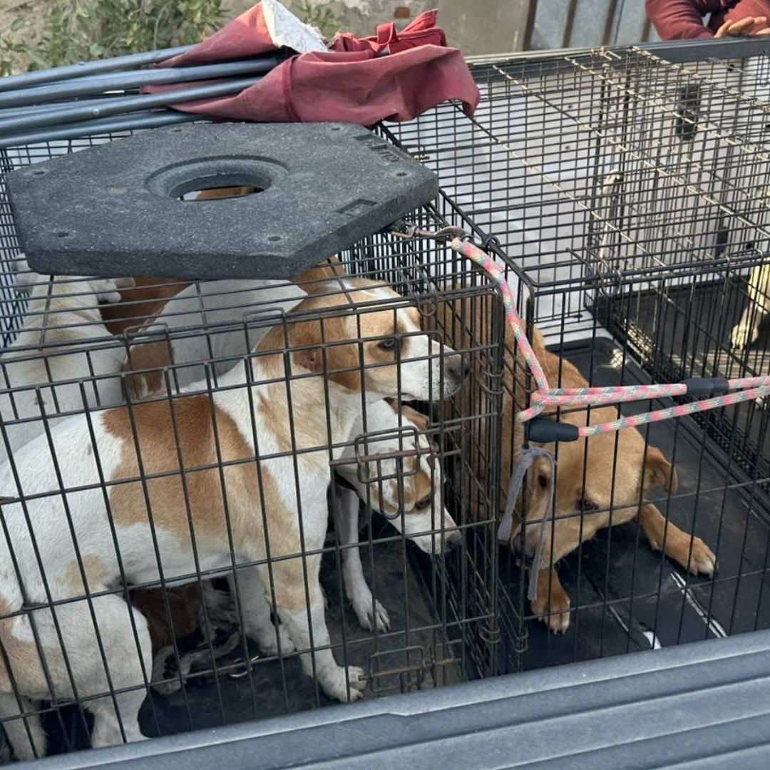 FGE Rescató a 9 Perros por Maltrato Animal en Tecate; Tenían Visibles Signos de Violencia