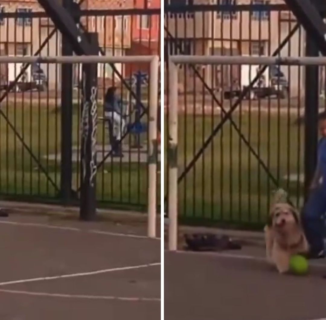 Video | A falta de Jugadores, Perrito Defiende la Portería y Se Viraliza en Redes Sociales