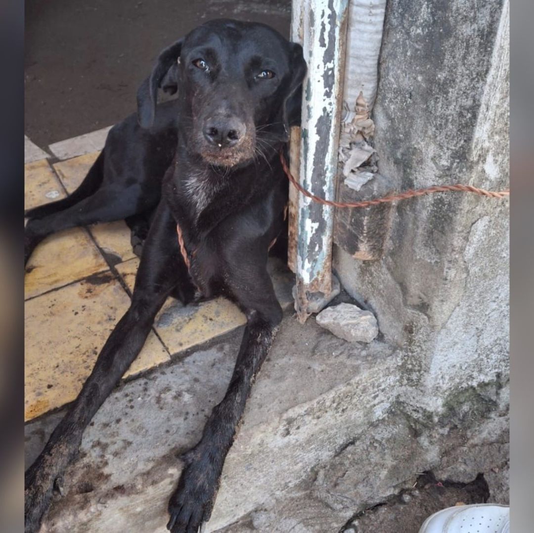 "Negrito" perro criollo víctima de crueldad animal en Veracruz