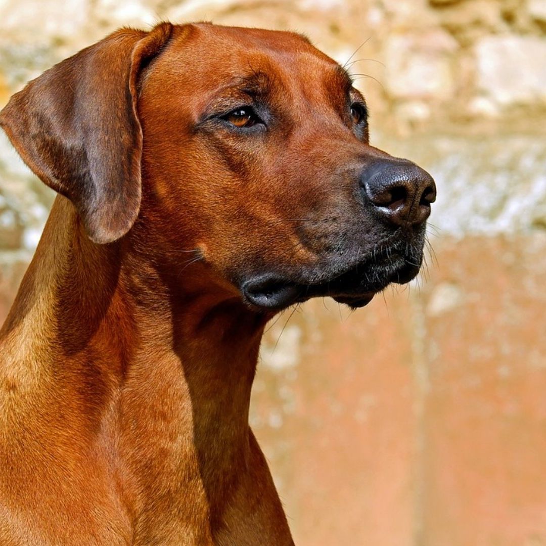 Evitan que perros sean sacrificados en Celaya