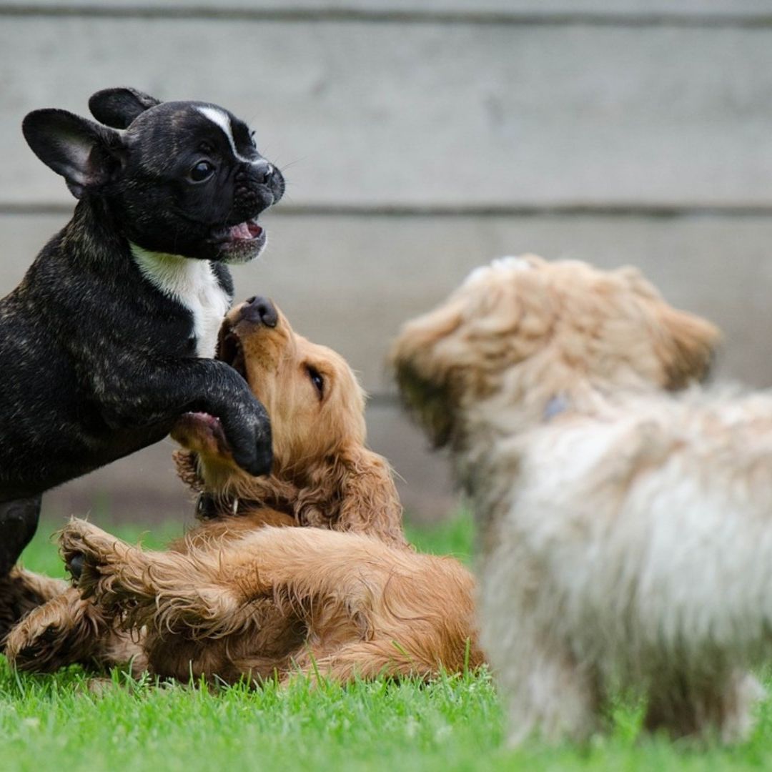 Perritos jugando