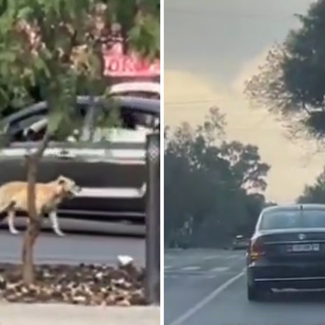 Video | Perrito Corre Atrás del Auto de Su Dueño en CDMX