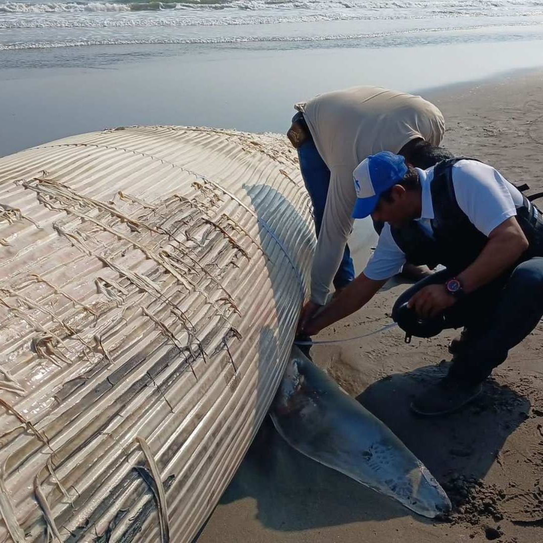Ballena muerta en playa de Nautla, Veracruz