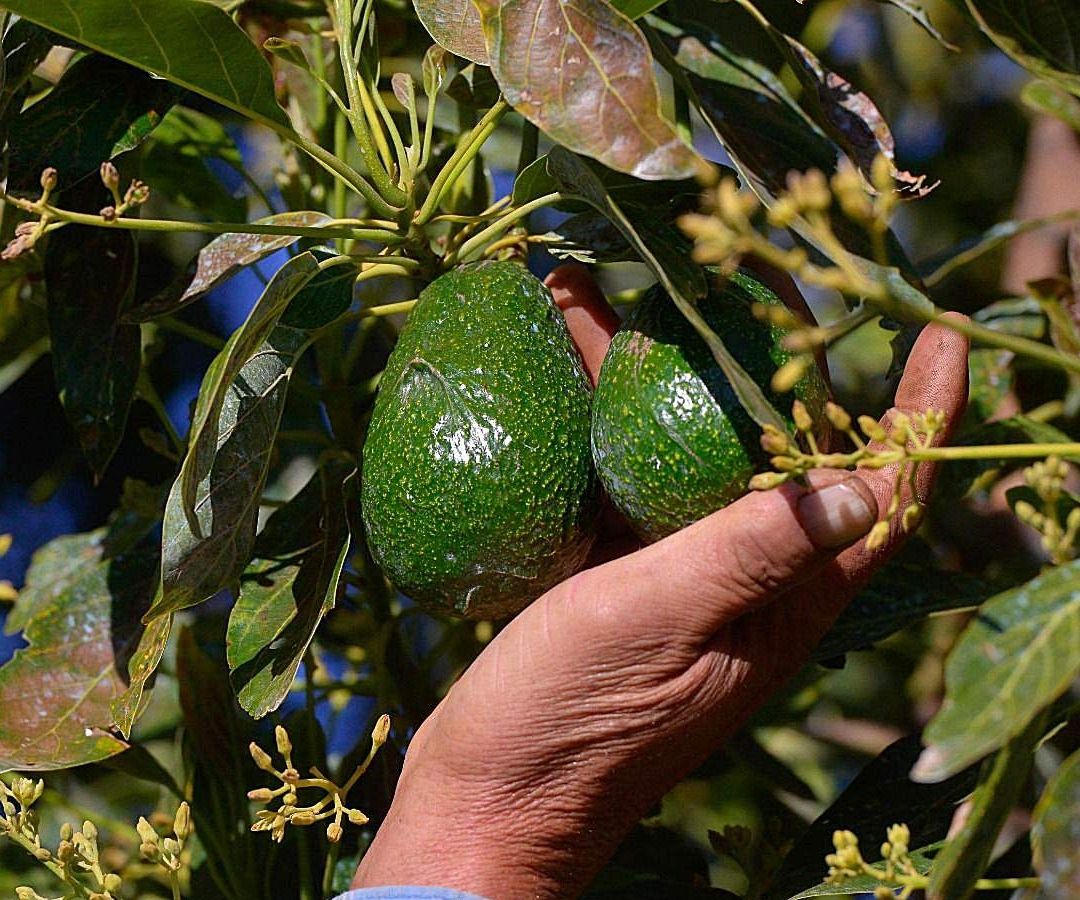 Persona sostiene aguacates en huertas de Michoacán