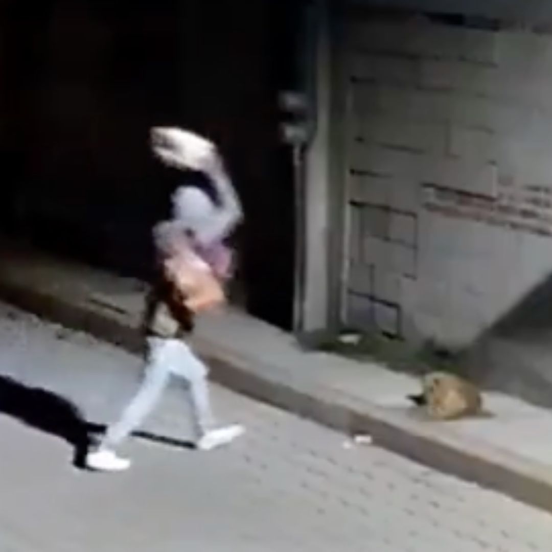 Hombre Avienta Enorme Piedra Contra Perro Huesitos en Santiago Miahuatlán, Puebla