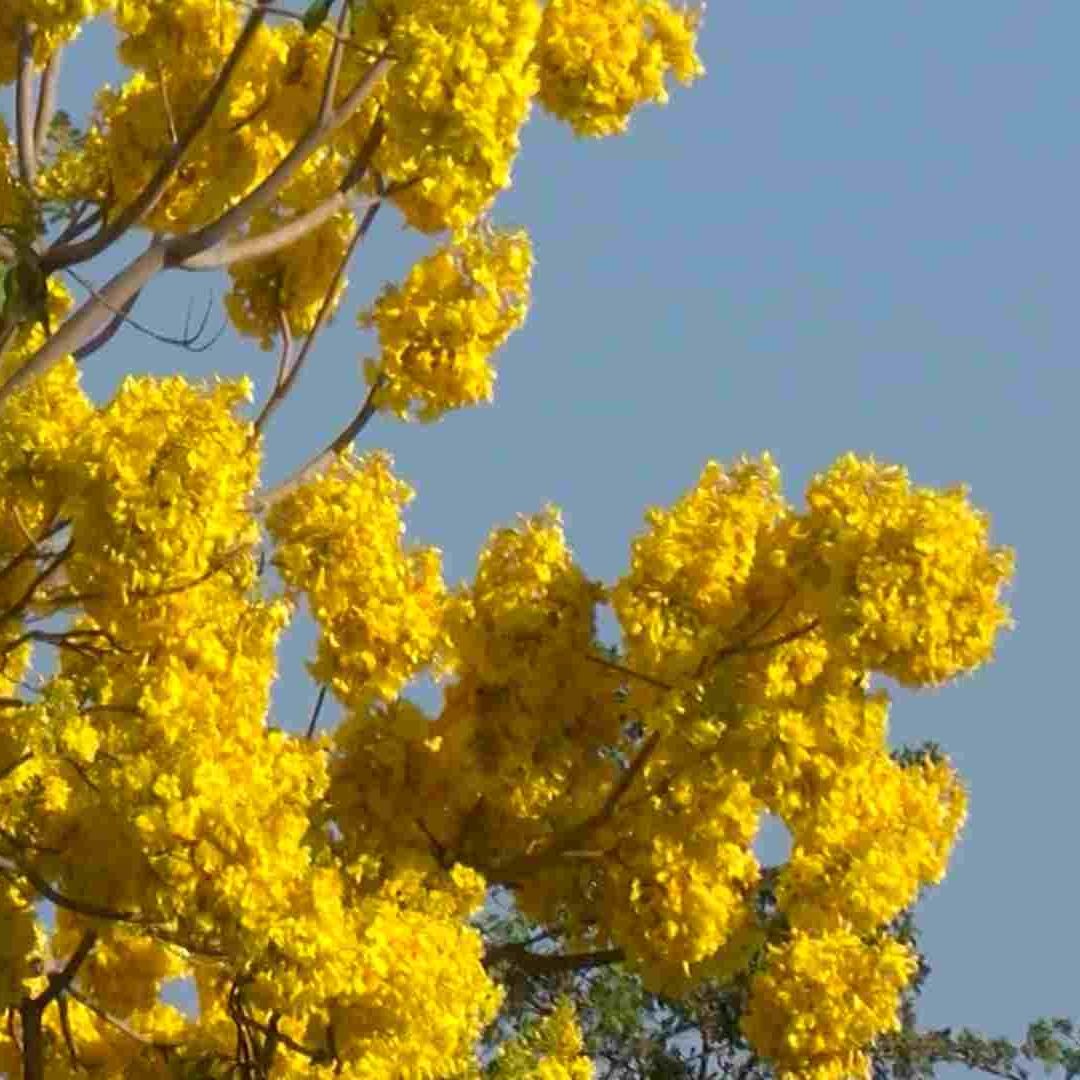 Flores coloridas adornan Guadalajara