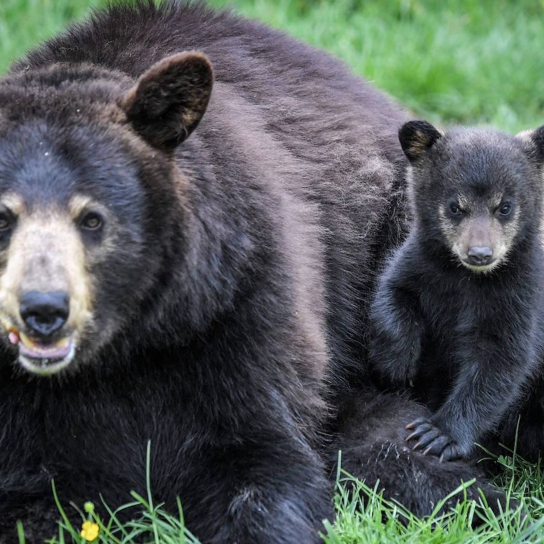 Osa y su osezno en un zoológico