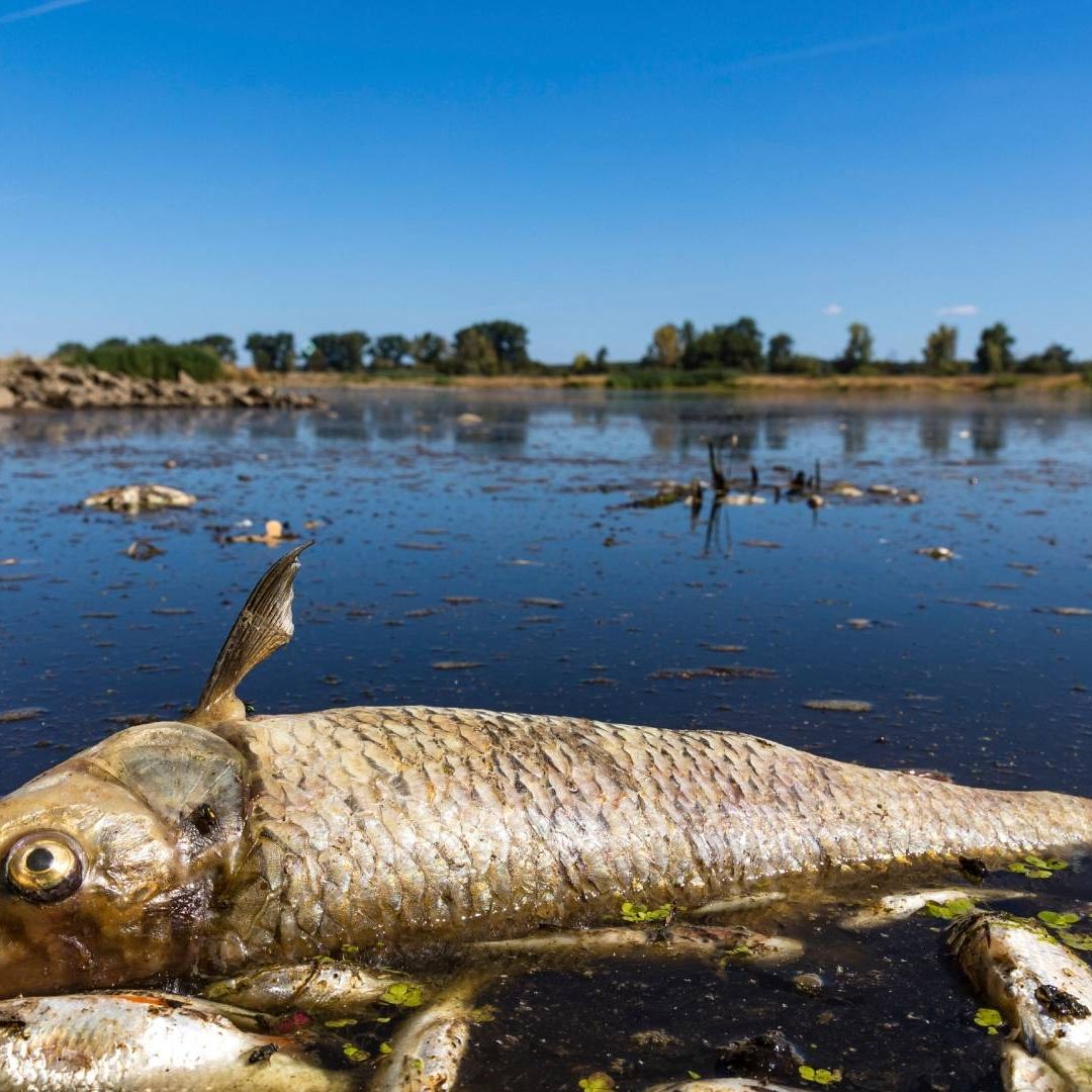 Contaminación del Agua Hará Aumentar su Escasez en el Mundo para 2050