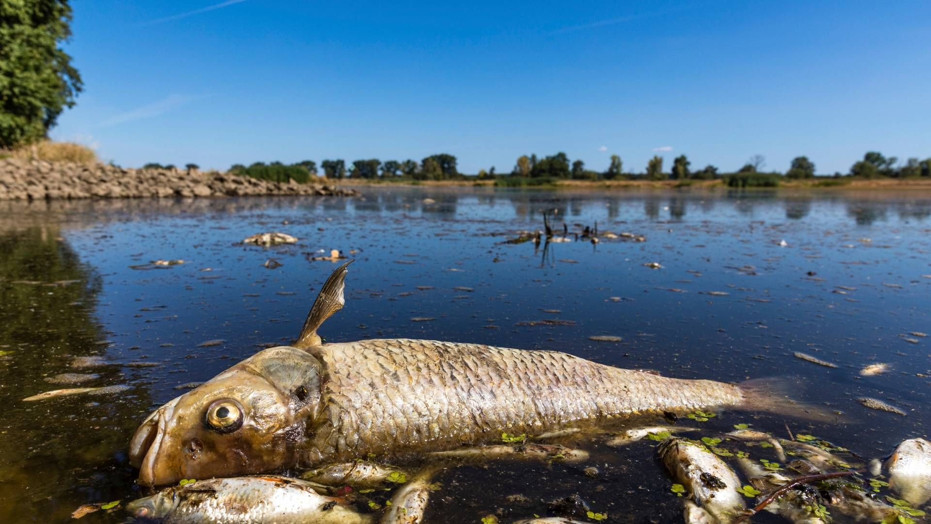 Contaminación del Agua Hará Aumentar su Escasez en el Mundo para 2050
