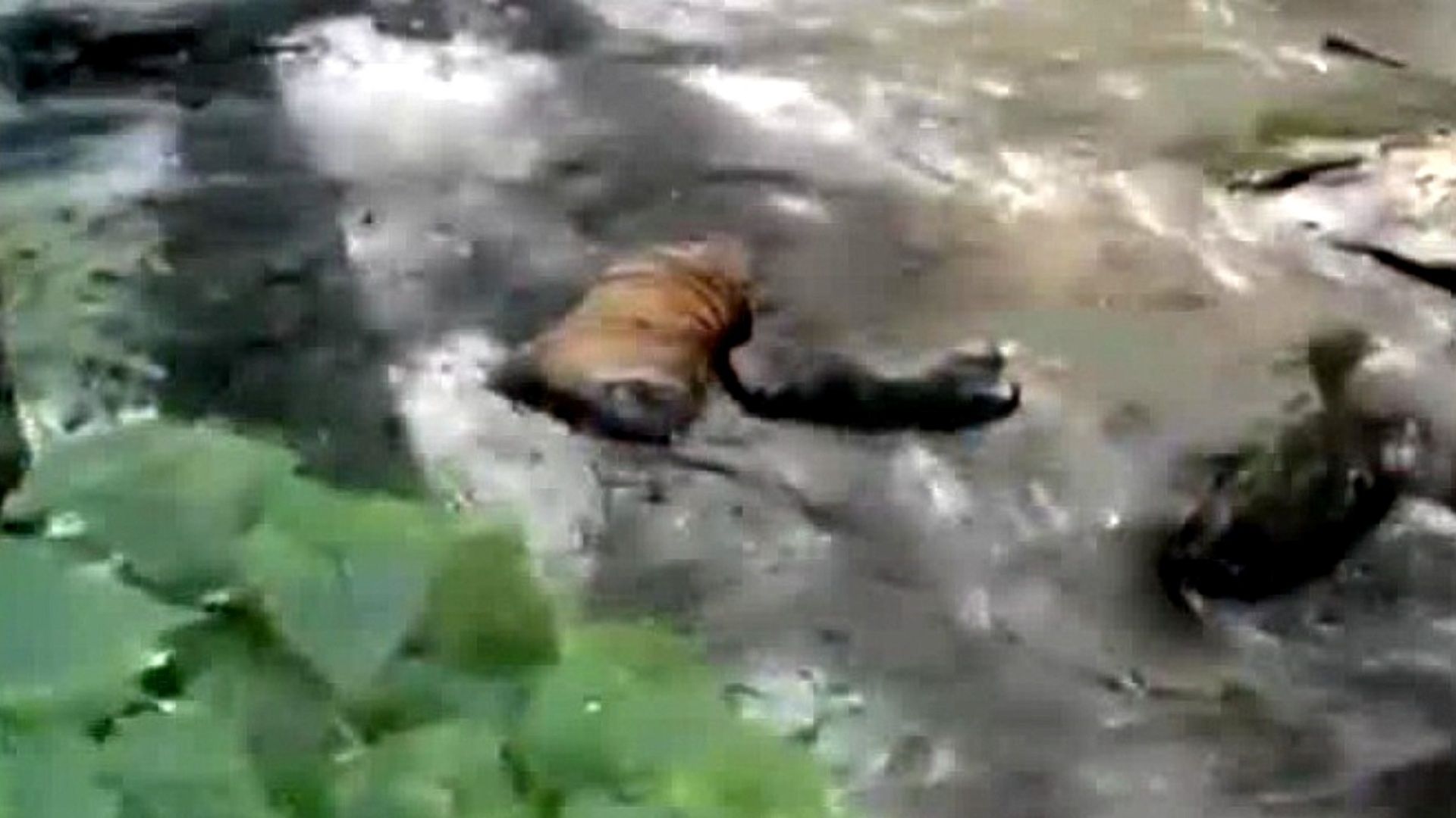 Hallan a tigre decapitado en Valle de Bravo, Estado de México