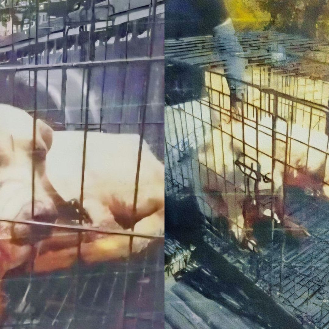 Fiscalía de Oaxaca obtiene vinculación por el delito de crueldad animal a un perrito. Foto: Fiscalía de Oaxaca