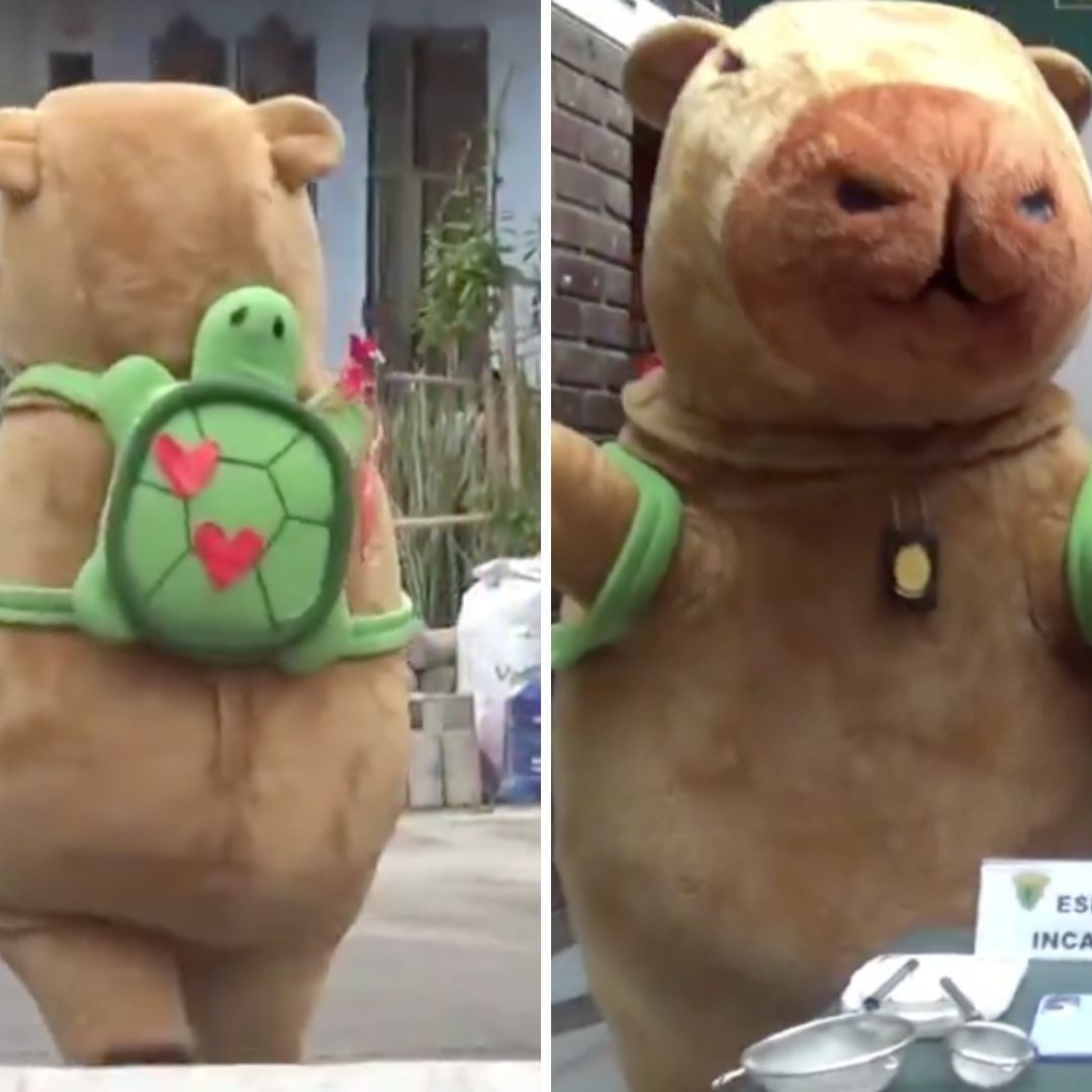 Capibara del Amor Captura a Peligroso Traficante de Droga: Video