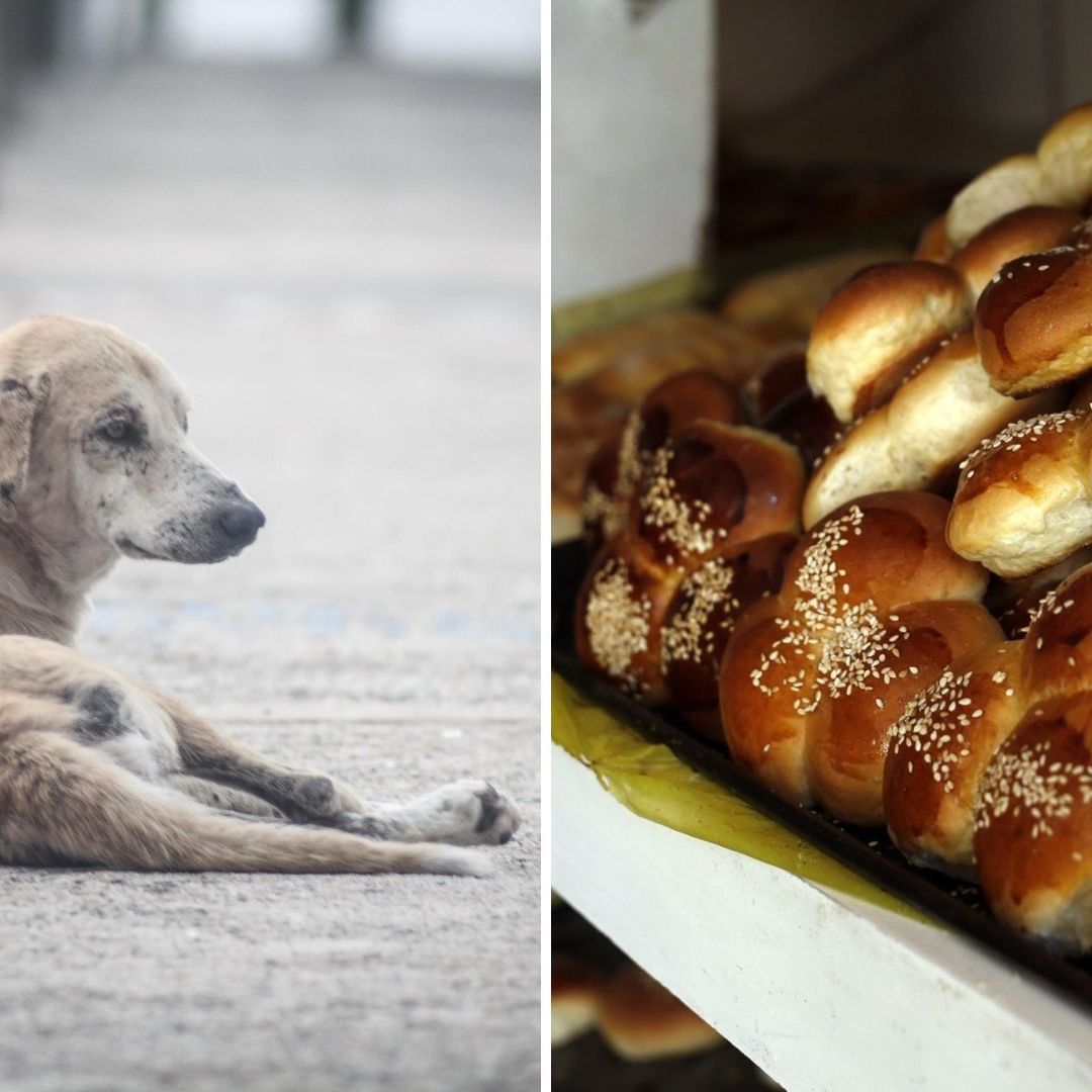 Niñas Mueren por Comer Pan Envenenado para “Eliminar” Perros Callejeros: ¿Qué Sabemos del Caso?