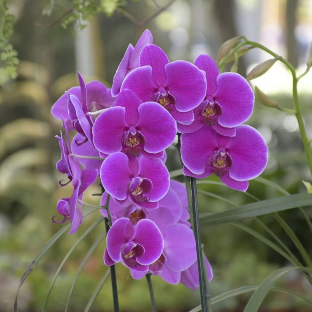 Inauguran el Festival de las Flores de Orquídeas sobre Paseo de la Reforma