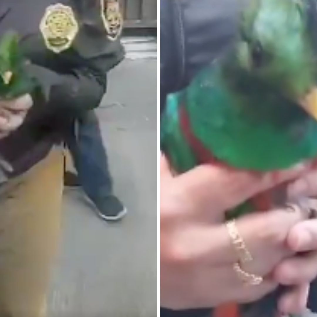 Rescatan a Quetzal Atrapado en Árbol en la CDMX