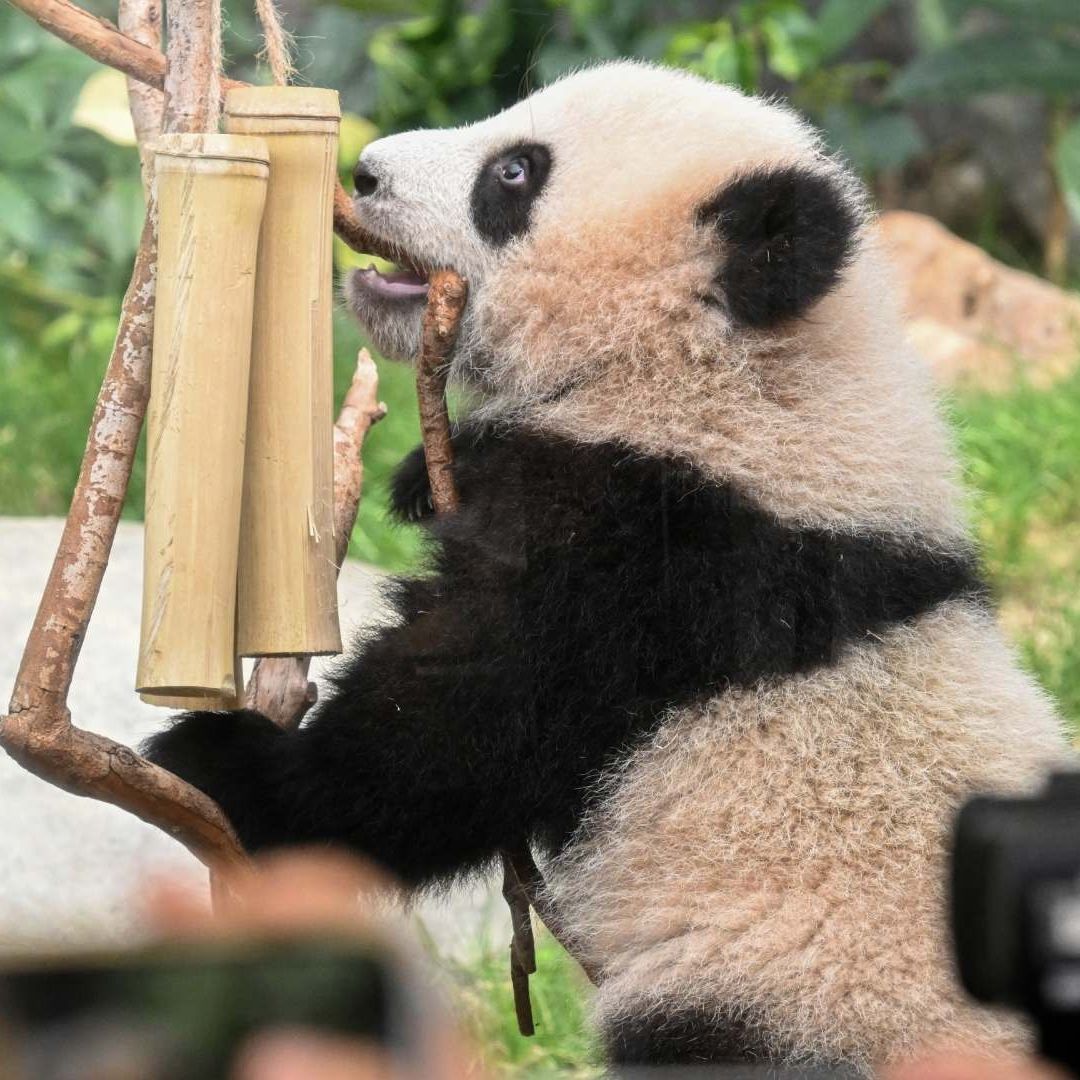 Pandas en China