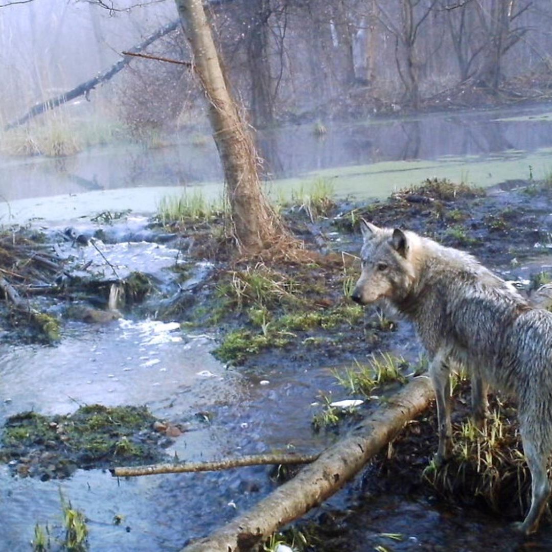 A pesar de las constantes exposiciones a la radiación, los lobos se muestran inmunes. Foto: AP