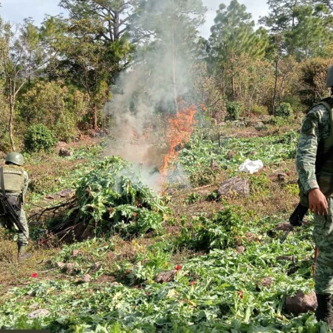 La acción militar se concentró específicamente en la erradicación de 157 plantíos de amapola y 94 de mariguana.