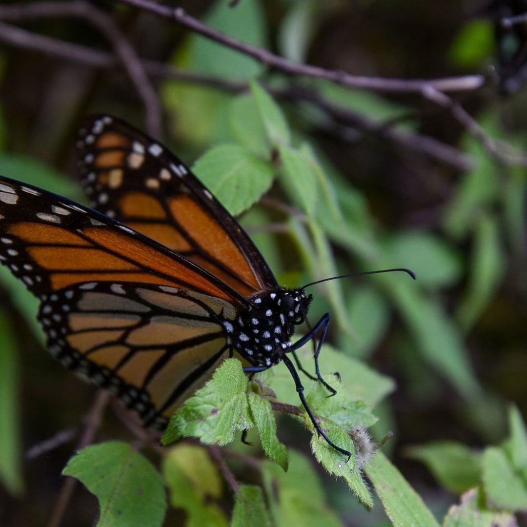 Cae Presencia de las Mariposas Monarcas en México; Alistan Medidas para Protegerla