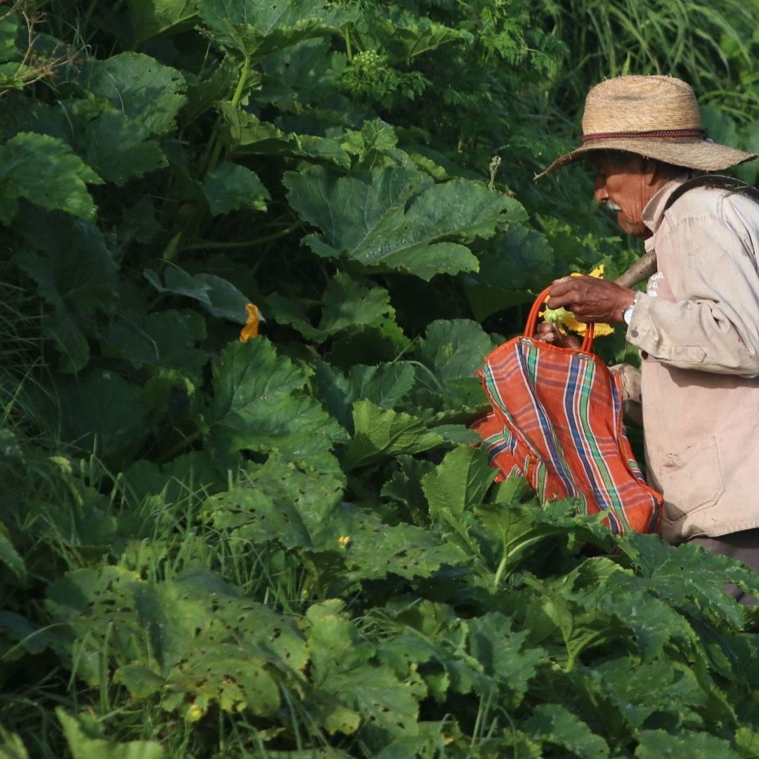 Propuesta de Reforma Constitucional de AMLO Busca Asegurar Jornal Mensual para Campesinos