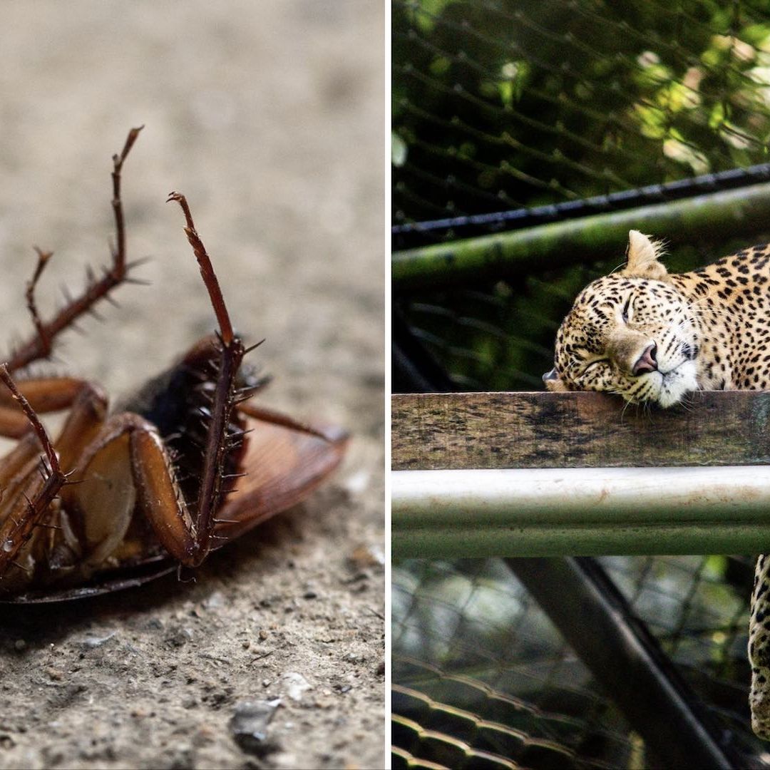 Zoológico de San Antonio pone el nombre de tu ex a una cucaracha
