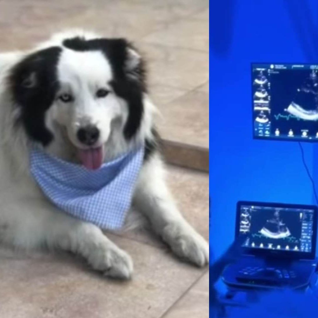 Gran Paso en la Medicina Veterinaria en NL; Perrito Max Recibe Marcapasos Canino