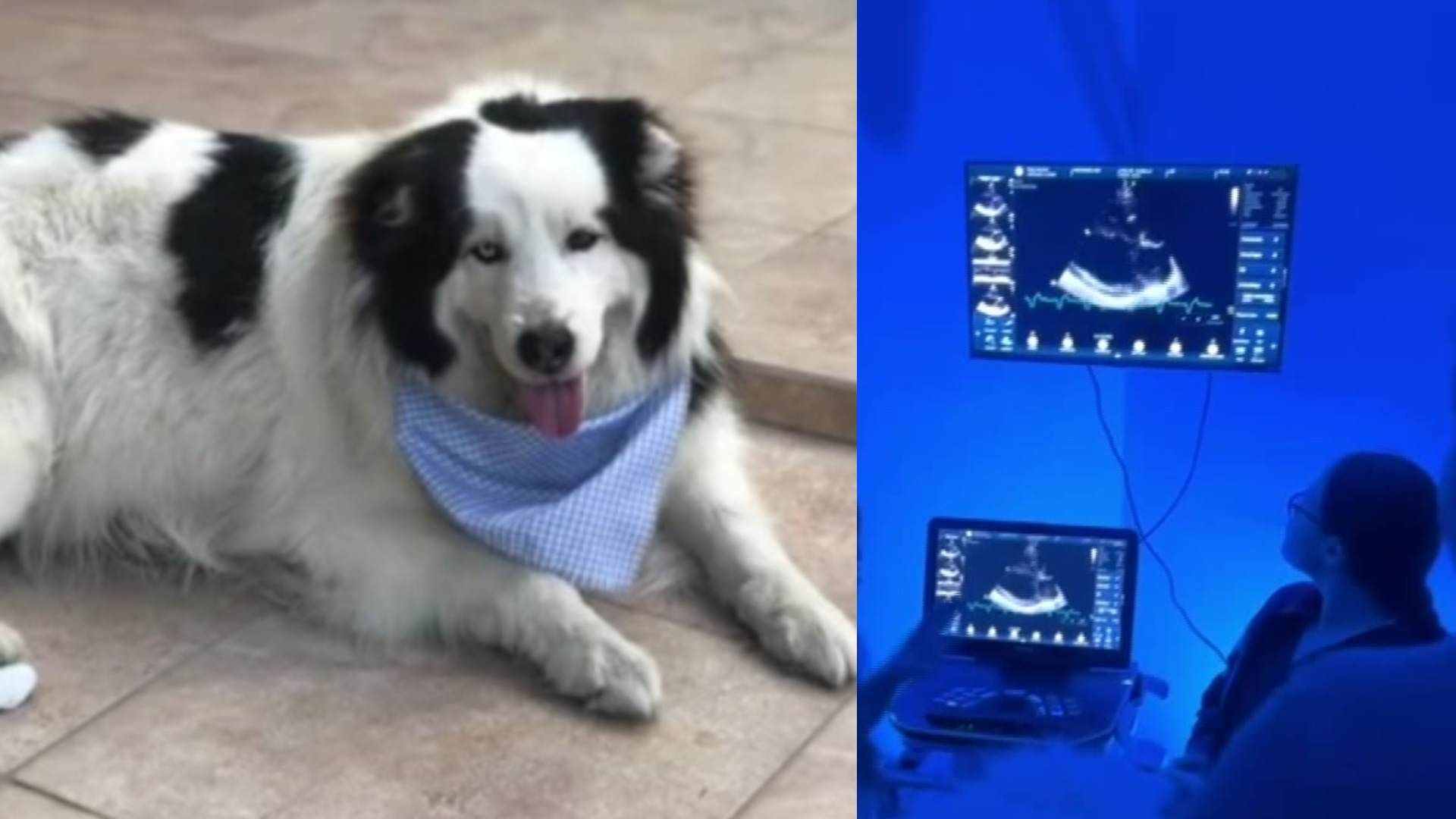 Gran Paso en la Medicina Veterinaria en NL; Perrito Max Recibe Marcapasos Canino