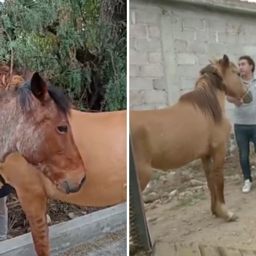Burrolandia: Así Fue el Operativo para Rescatar a Caballos Robados en Edomex