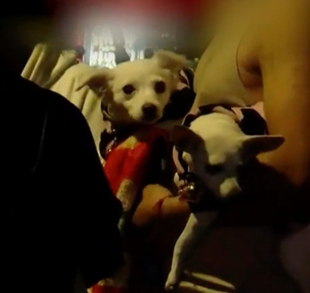 Los perros no paraban de ladrar para alertar a la familia del fuego
